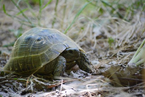 Testudo graeca buxtoni