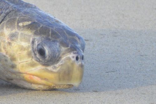 Tête Lepidochelys olivacea