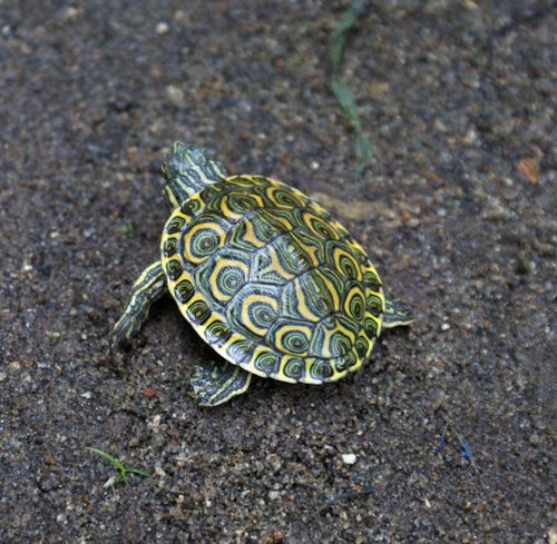 Juvénile Trachemys grayi