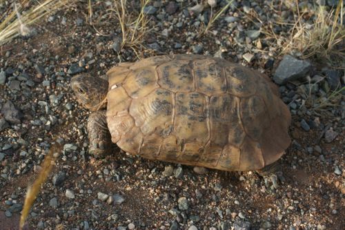 Dossière Testudo graeca marokkensis