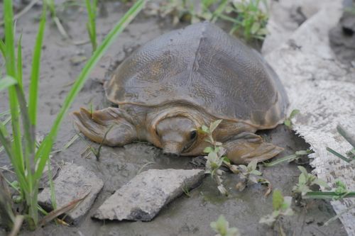 Tête Carettochelys insculpta