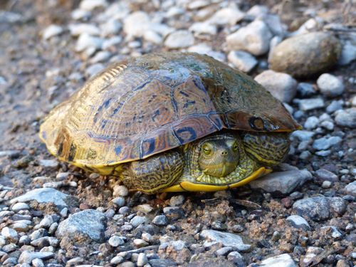 Trachemys yaquia