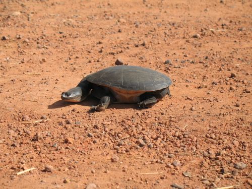 Chelodina rugosa