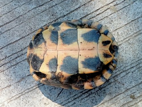 Plastron Malayemys macrocephala