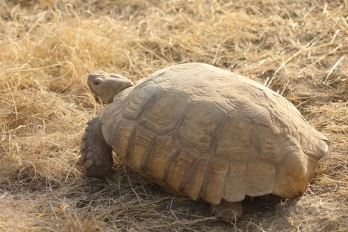 Dossière Centrochelys sulcata