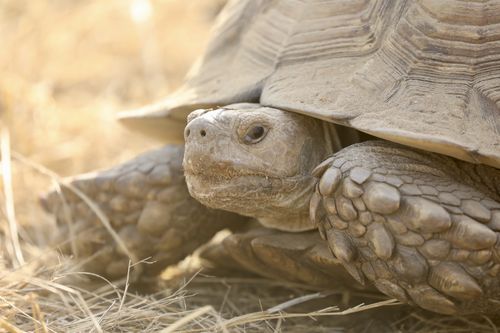 Femelle Centrochelys sulcata