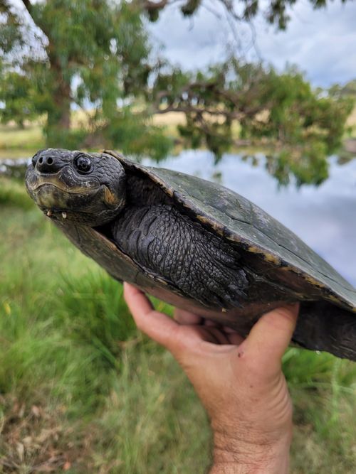 Tête Myuchelys bellii