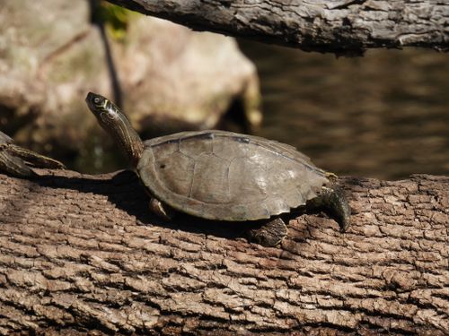 Graptemys pseudogeographica kohnii