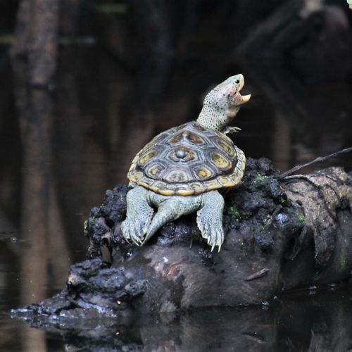 Malaclemys terrapin macrospilota