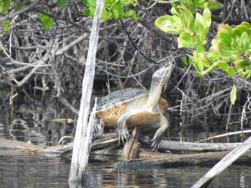 Trachemys decussata angusta