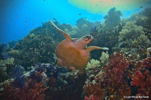 Plastron Eretmochelys imbricata