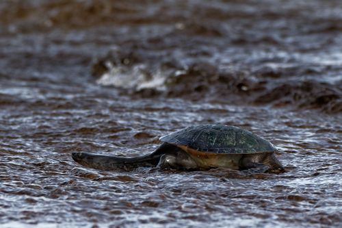 Chelodina kurrichalpongo