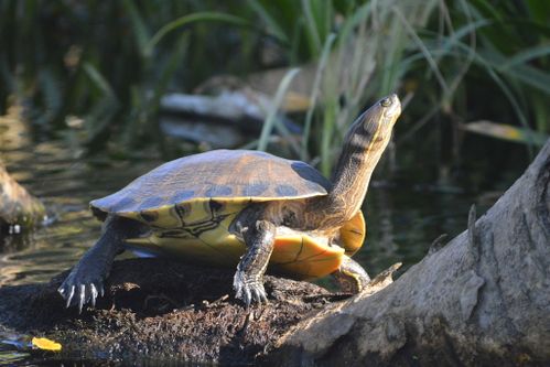 Trachemys grayi grayi