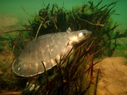 Carettochelys insculpta