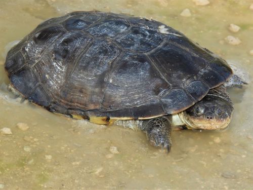 Dossière Pelomedusa subrufa