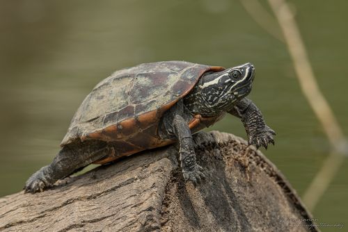 Corps Malayemys macrocephala