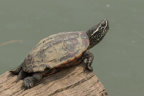 Malayemys macrocephala