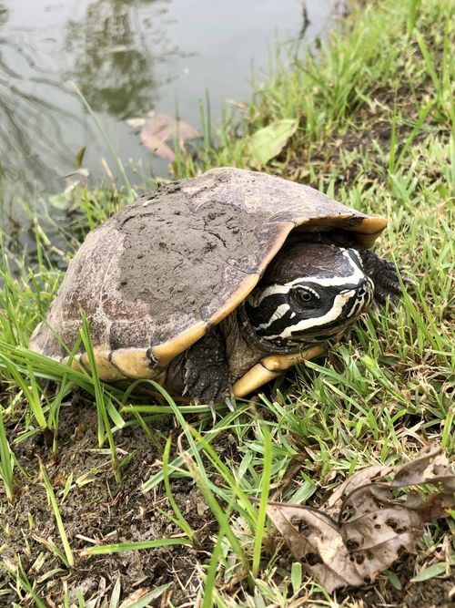 Tête Malayemys macrocephala