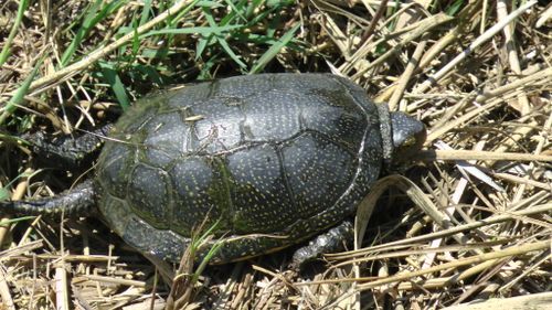 Dossière Emys orbicularis occidentalis