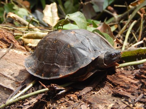 Cyclemys dentata