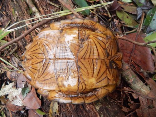 Plastron Cyclemys dentata