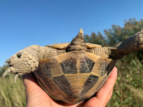 Corps Testudo hermanni boettgeri