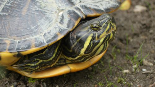 Tête Trachemys scripta troostii