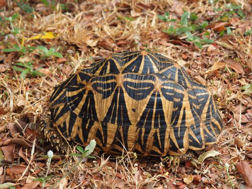 Dossière Geochelone elegans