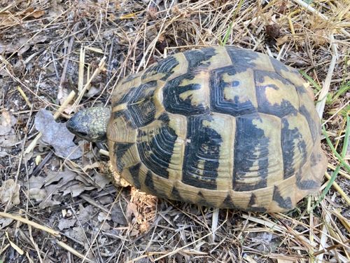 Dossière Testudo hermanni boettgeri