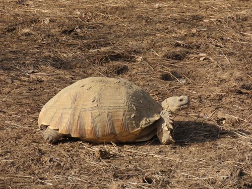 Centrochelys sulcata