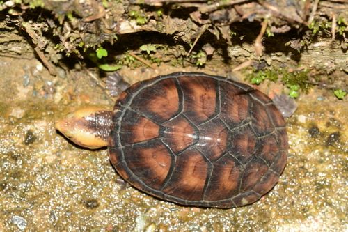 Dossière Kinosternon leucostomum postinguinale