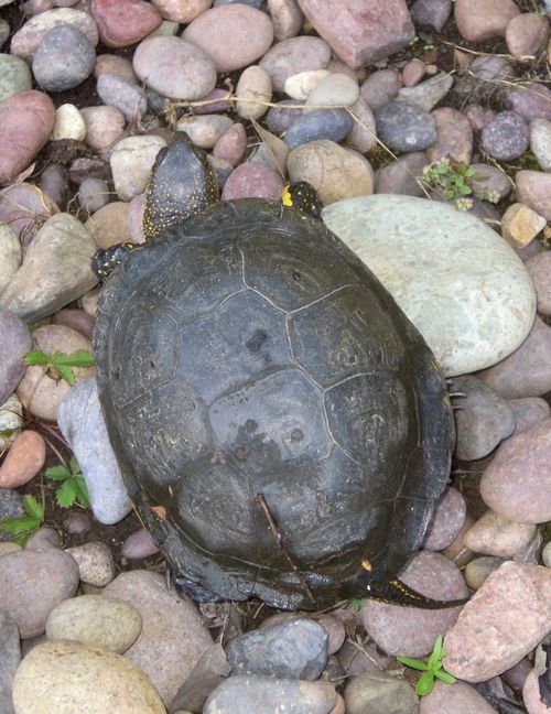 Dossière Emys orbicularis galloitalica