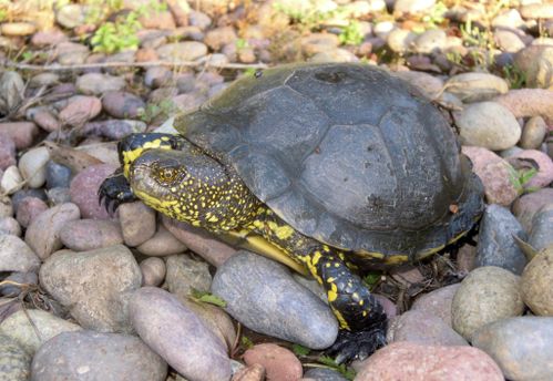 Emys orbicularis galloitalica