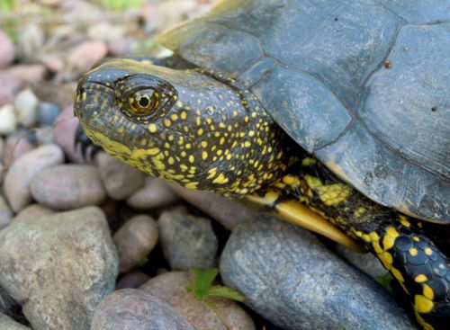 Tête Emys orbicularis galloitalica