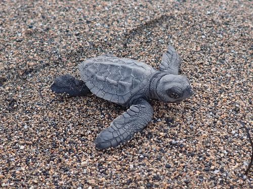 Juvénile Lepidochelys olivacea