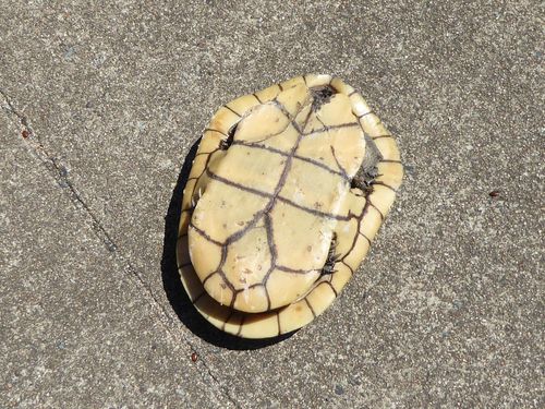 Plastron Chelodina canni