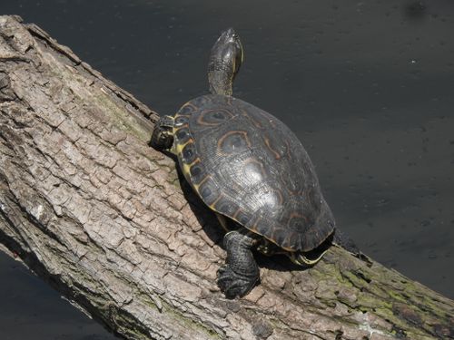 Dossière Trachemys venusta venusta