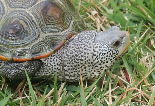 Tête Malaclemys terrapin centrata