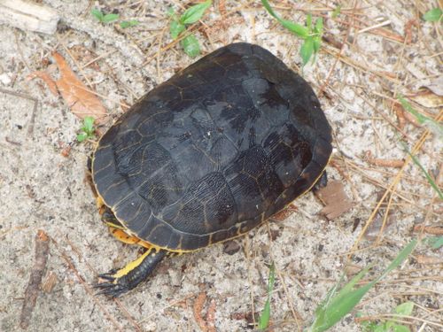 Dossière Deirochelys reticularia reticularia