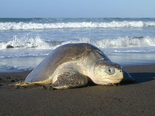 Lepidochelys olivacea