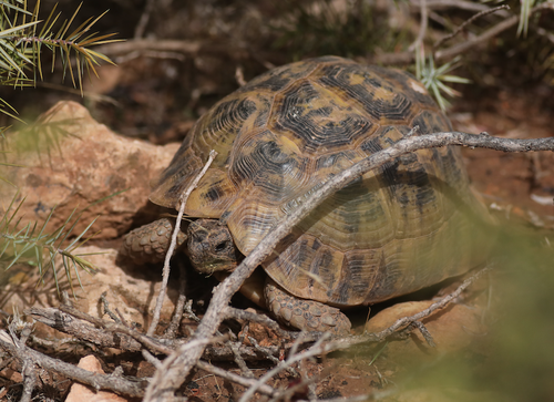 Testudo graeca marokkensis