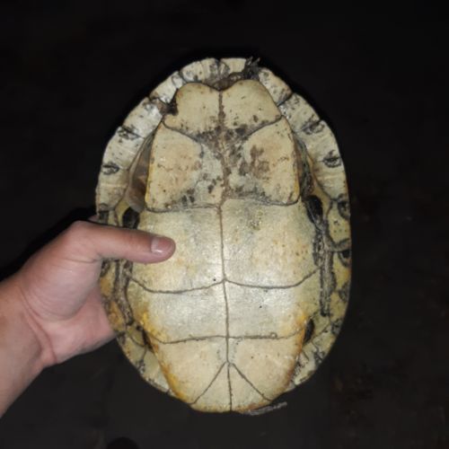 Plastron Trachemys hartwegi