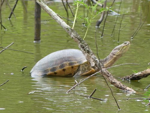 Deirochelys reticularia miaria