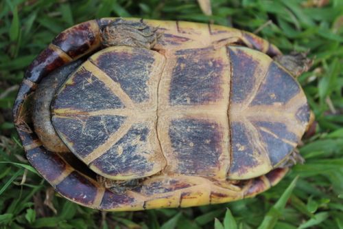 Plastron Kinosternon leucostomum postinguinale