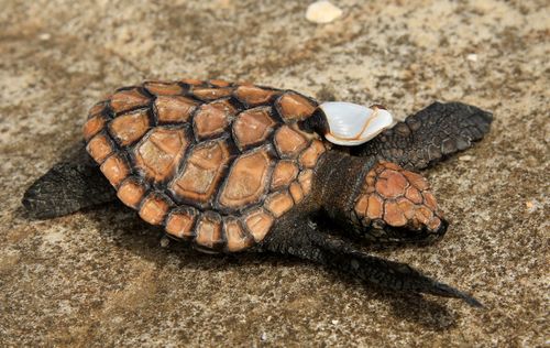 Juvénile Caretta caretta