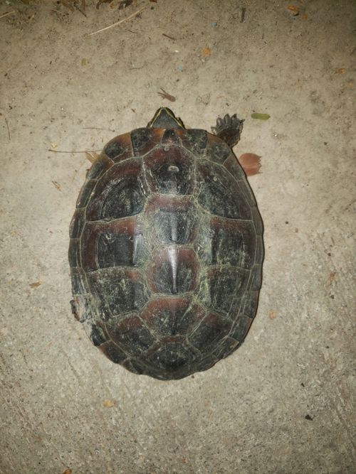 Dossière Malayemys macrocephala