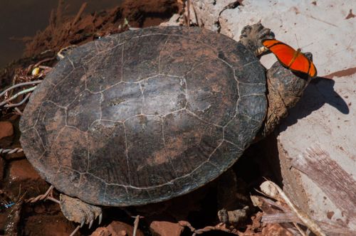 Dossière Phrynops geoffroanus