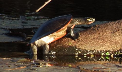 Emydura subglobosa