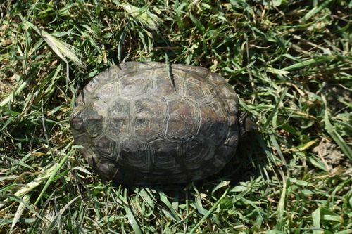 Dossière Mauremys caspica