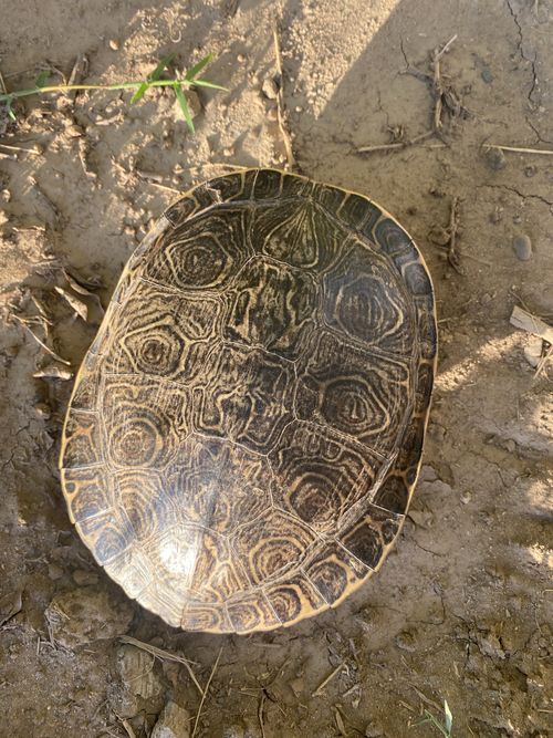 Dossière Trachemys ornata